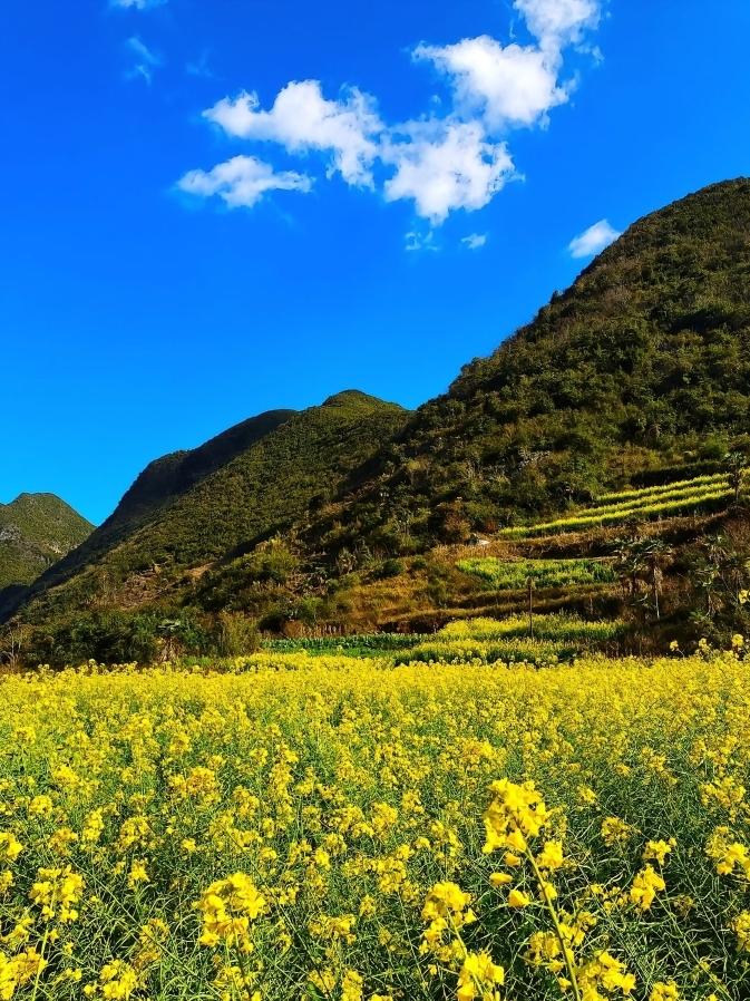 春日美景｜晒图笔记大赛
 
晴空万里，远山连绵，漫山油菜花铺成一片滚烫的春日金海