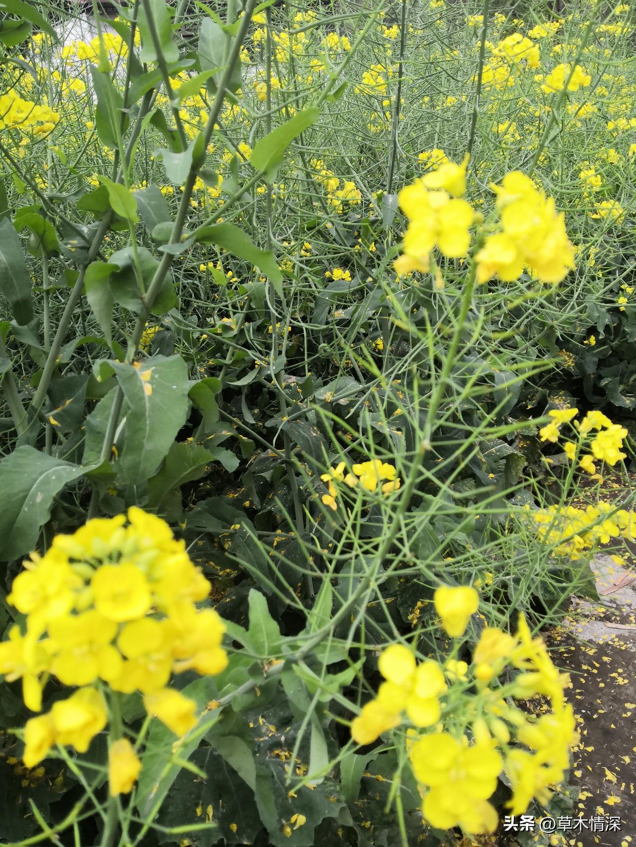 今日赏花，随手拍。今日赏的油菜花都已经快要谢完了，但还是有朵朵油菜花在上面，非常