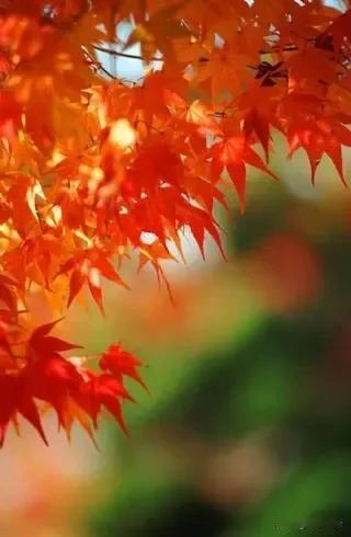 我国古代有不少关于枫叶的著名诗词，历经千百年传颂，细细品味，至今仍回味无穷。
 