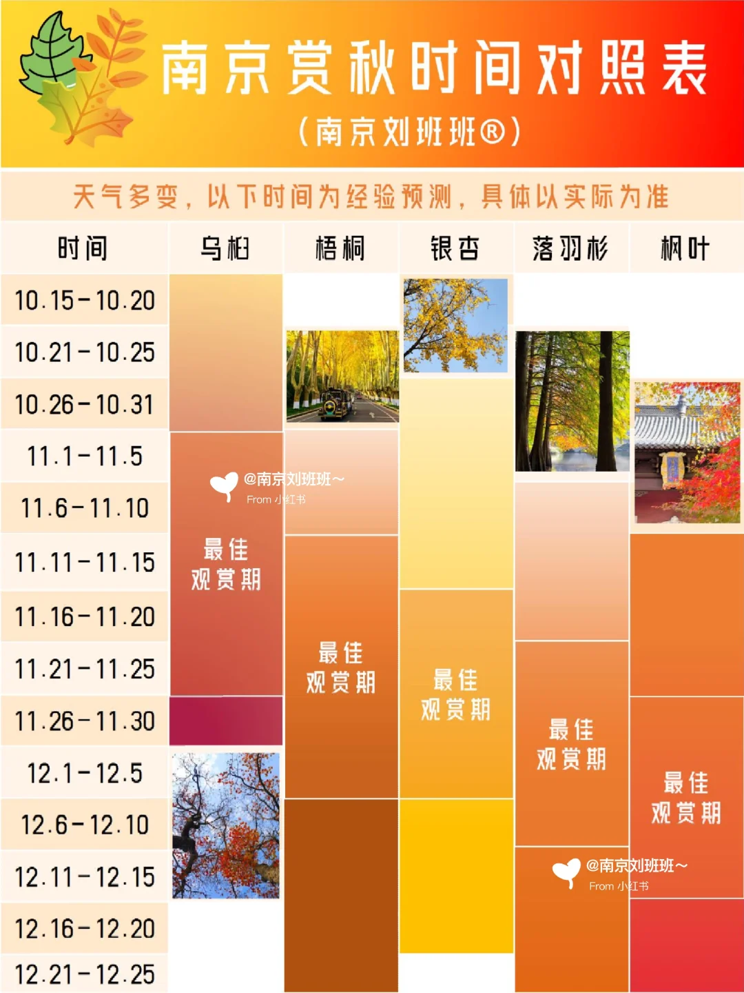 🍁南京赏秋不避雷？听听本地人的建议吧！