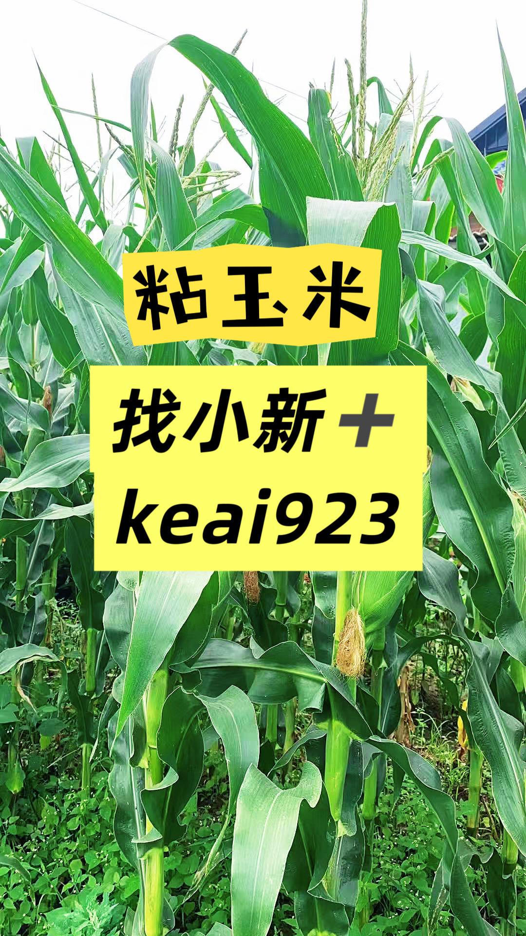 农家菜园的粘玉米成熟了