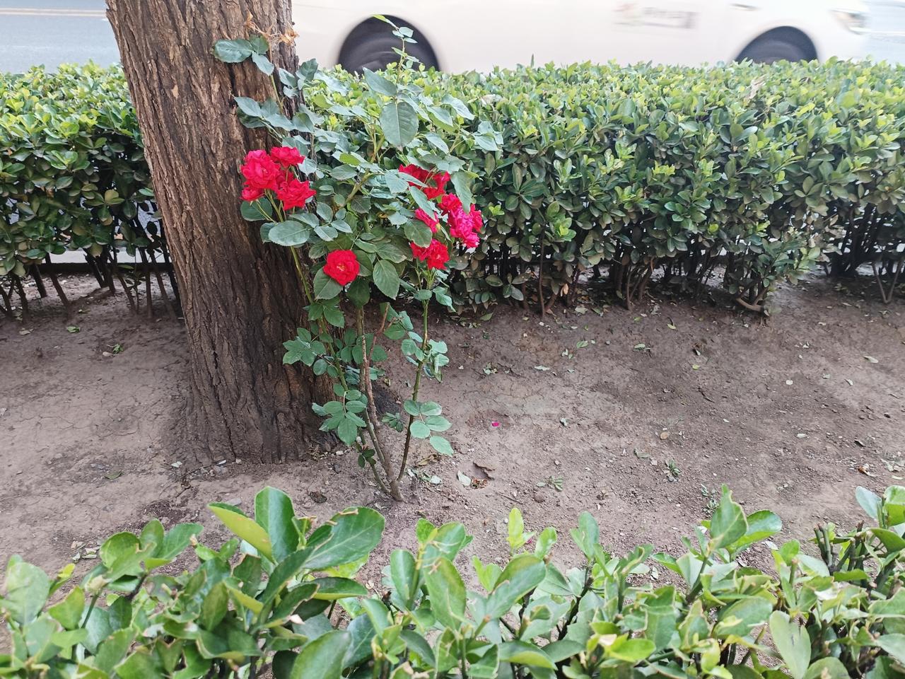 尚存一线生机，纵使大地干涸，亦要迎风盛放，自成风光。