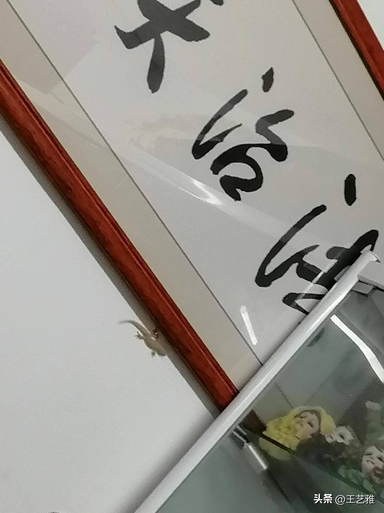 我屋子里发现好大一只壁虎！

不过我并不害怕，好像我小时候农村里待的，骨子里对这
