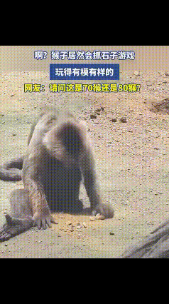 “笑喷了！”刚刷到个视频，一只猴子没有抢香蕉，也没有翻跟头，竟然蹲在地上，玩起了