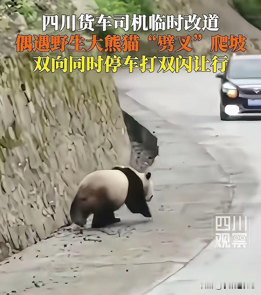 四川平武：袁先生货车司机，临时改道行驶，意外发现一只野生大熊猫。他停车与熊猫保持