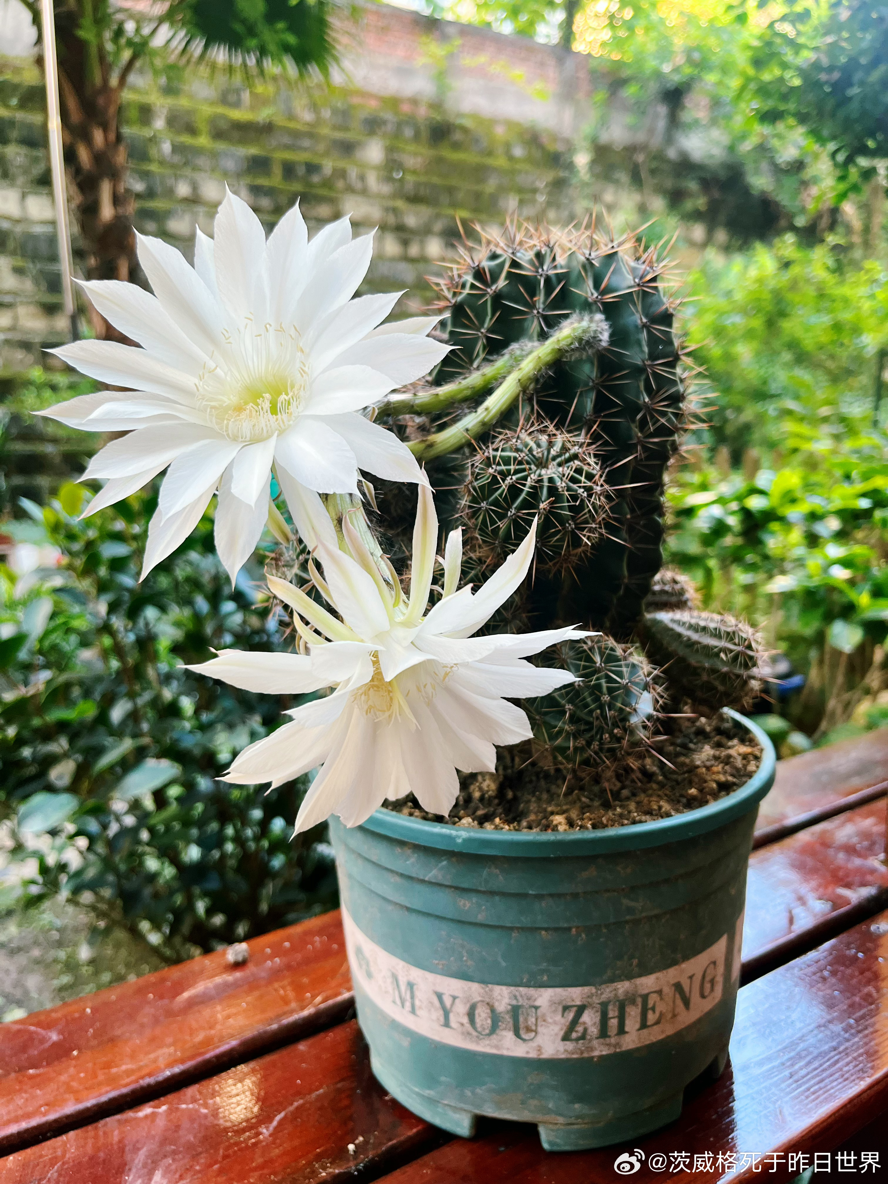 一觉醒来我妈的仙人掌开花了。 