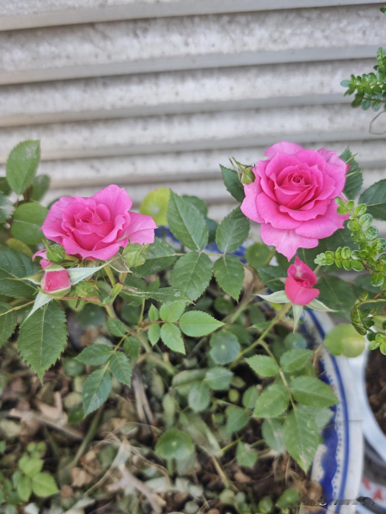 粉嫩玫瑰盛开，浪漫满溢的花园时光。🌹🌸