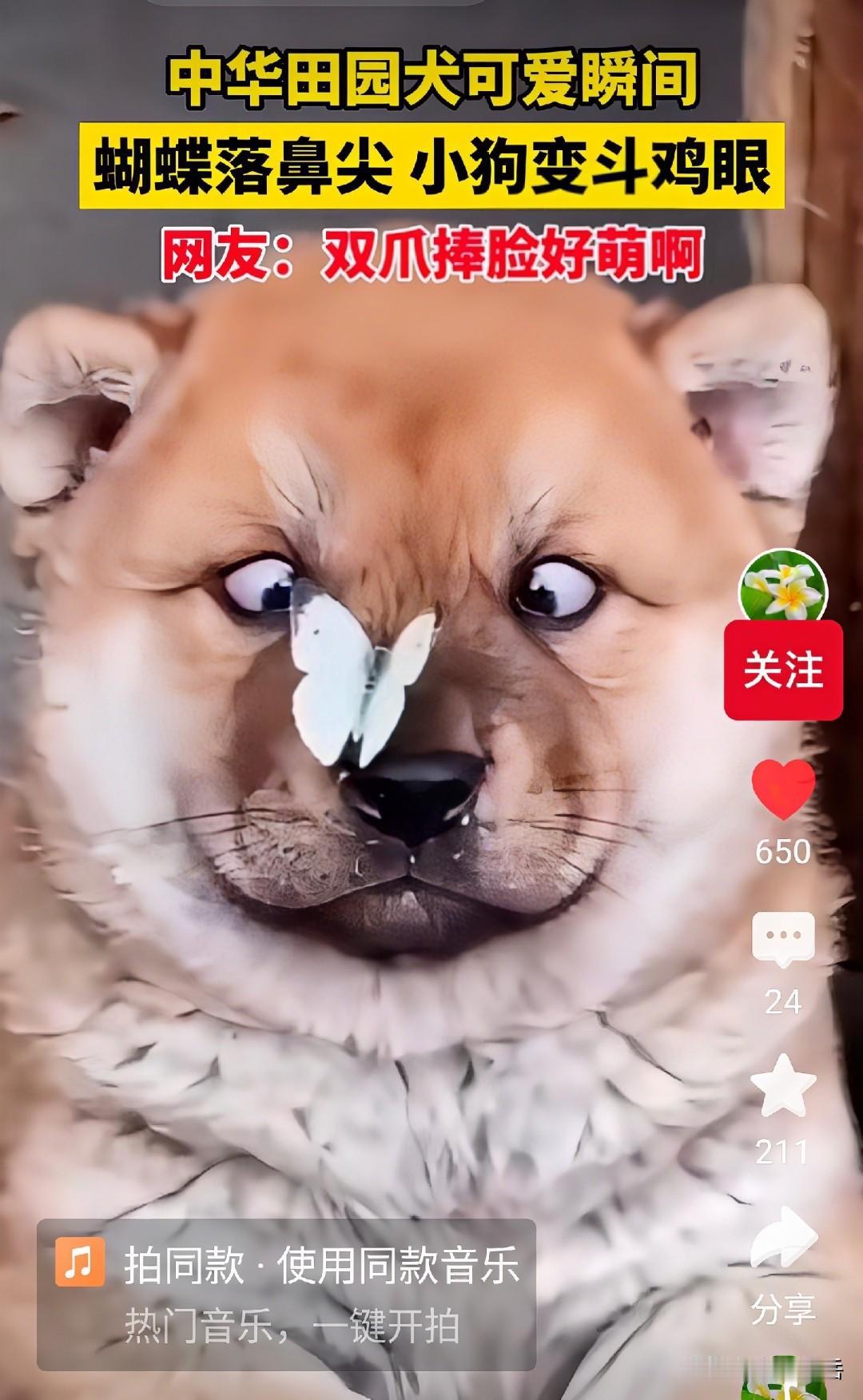 救命啊！昆明一只中华田园犬直接撞脸非遗耍牙传承人李艺！白蝴蝶飞落鼻尖，小狗瞬间挤
