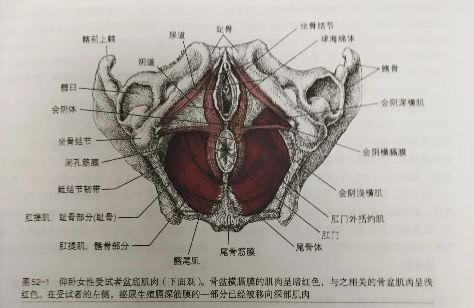 盆底肌介绍