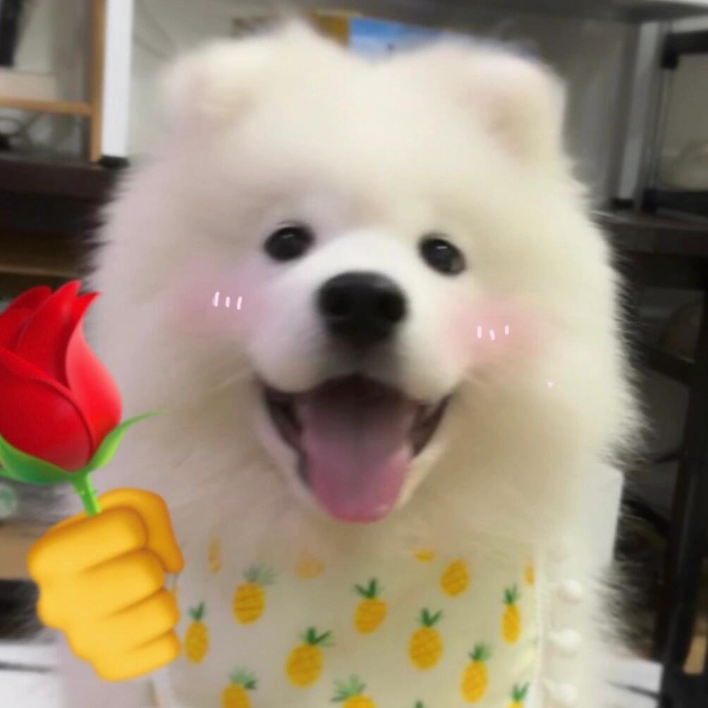 大家十二月/去年一年有遇到什么小可爱吗？ 