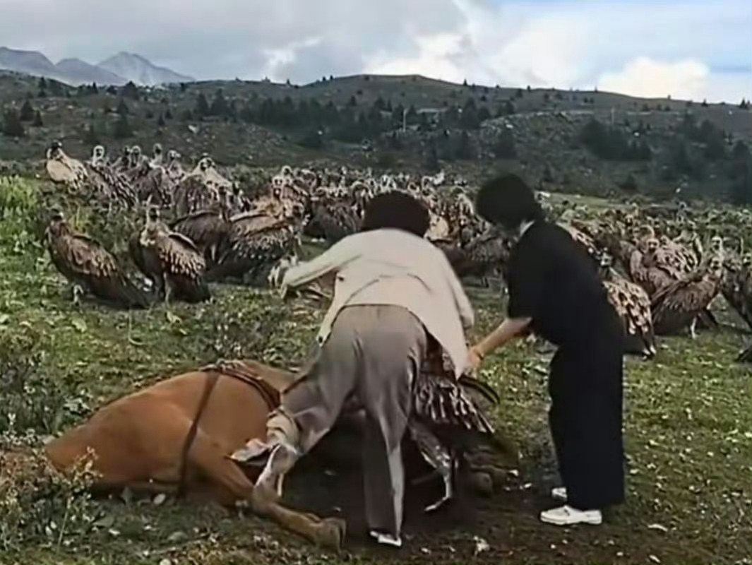 不是AI生成的吗？当地回应游客被指驱赶秃鹫分食死马