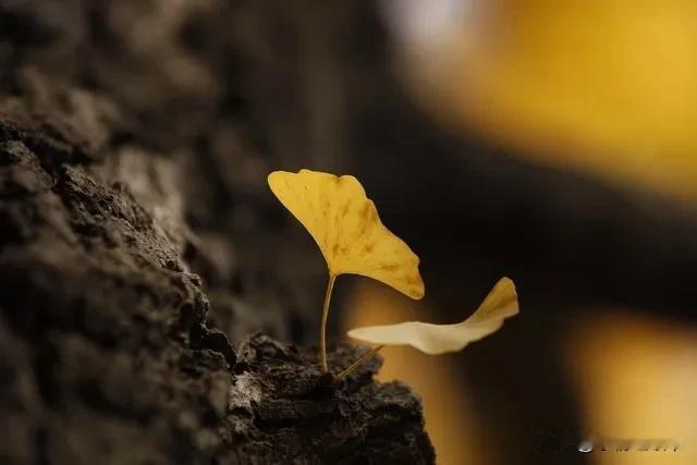 人到中年，身不由己，提拔无望，欲壑难填。空洞的生活如何自处？
先说结论:放弃低级