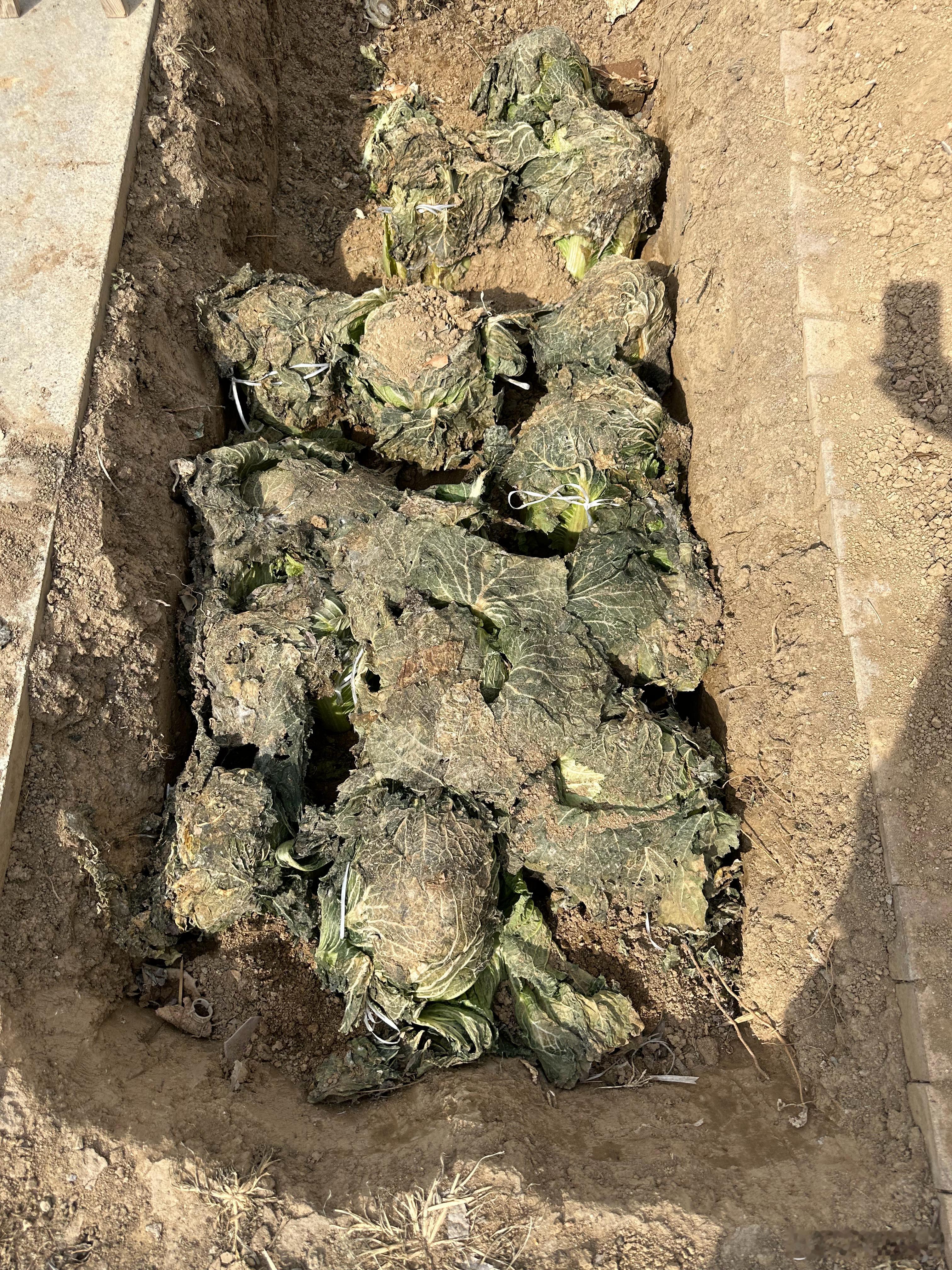 最新鲜的图片[阴险]冬储大白菜出土了1、挖60公分深的沟，带土带根摆齐在沟里；2