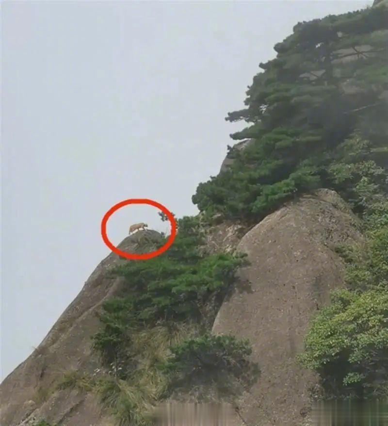 #游客称在黄山拍到神秘黄色动物# 动物专家判断：就是一只大橘猫而已[并不简单] 