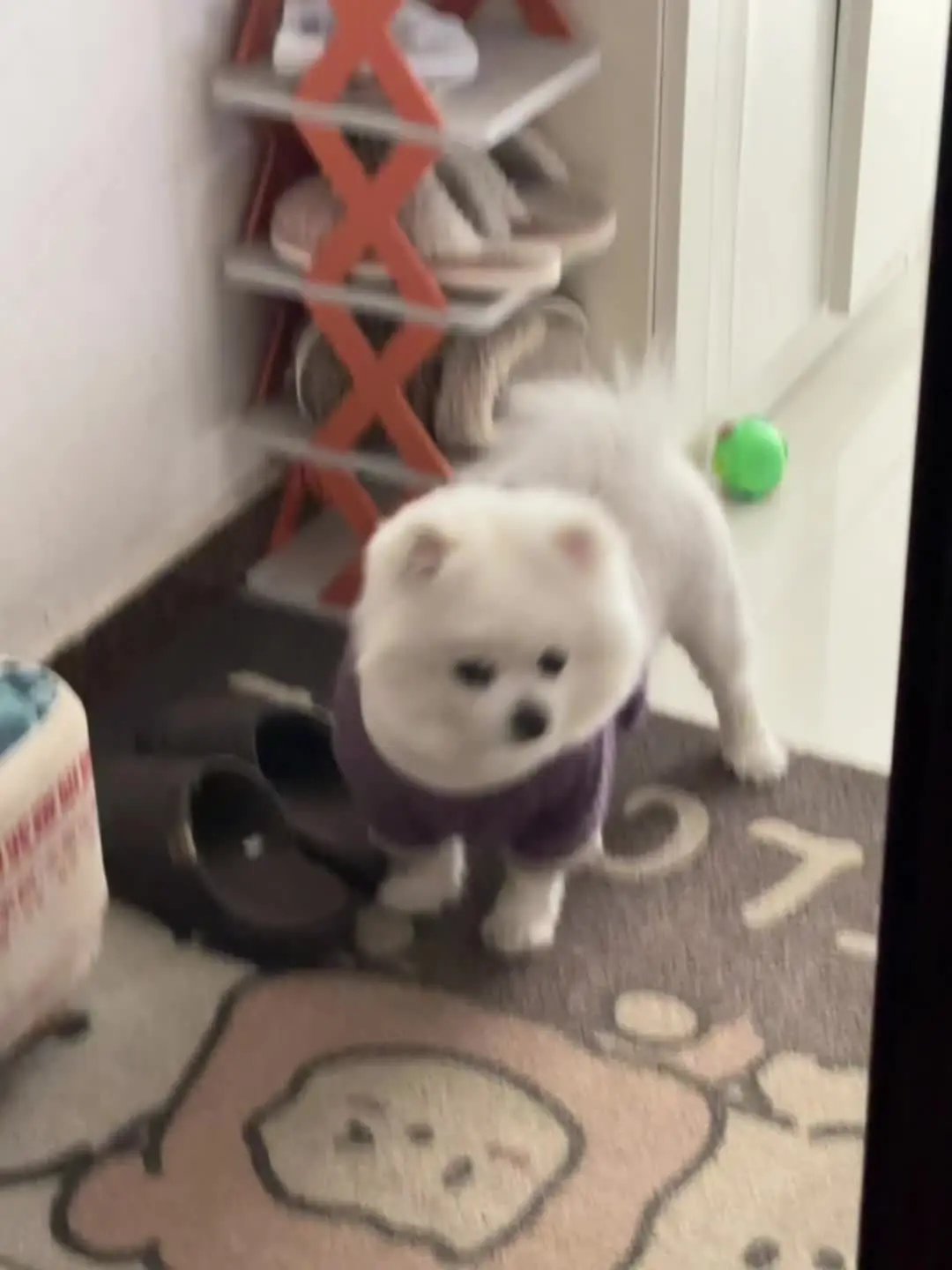 是你的出现 让不开心的我开心了好久 博美