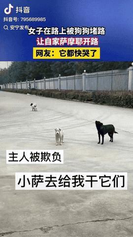 湖北，一女子在路上被一群流浪狗吓得不敢往前走，没想到自家狗狗见状直接冲到主人面前