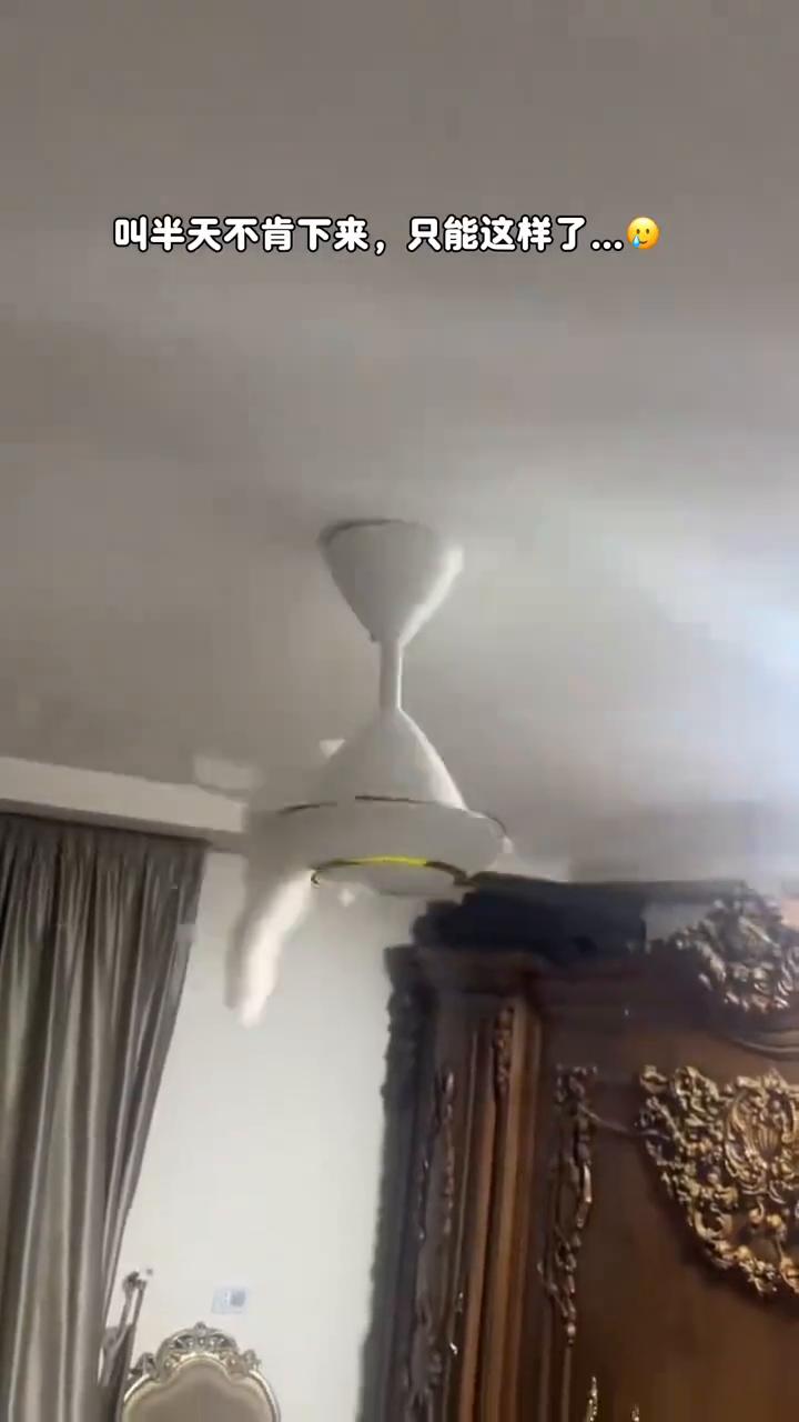 叫半天不肯下来，只能这样了。