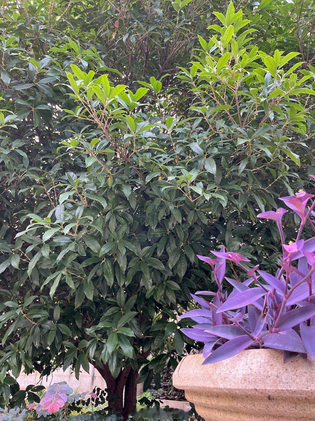 今年长沙的桂花怎么不来＂米＂了？今天是公历9月27日，农历八月廿五，往年，长沙的