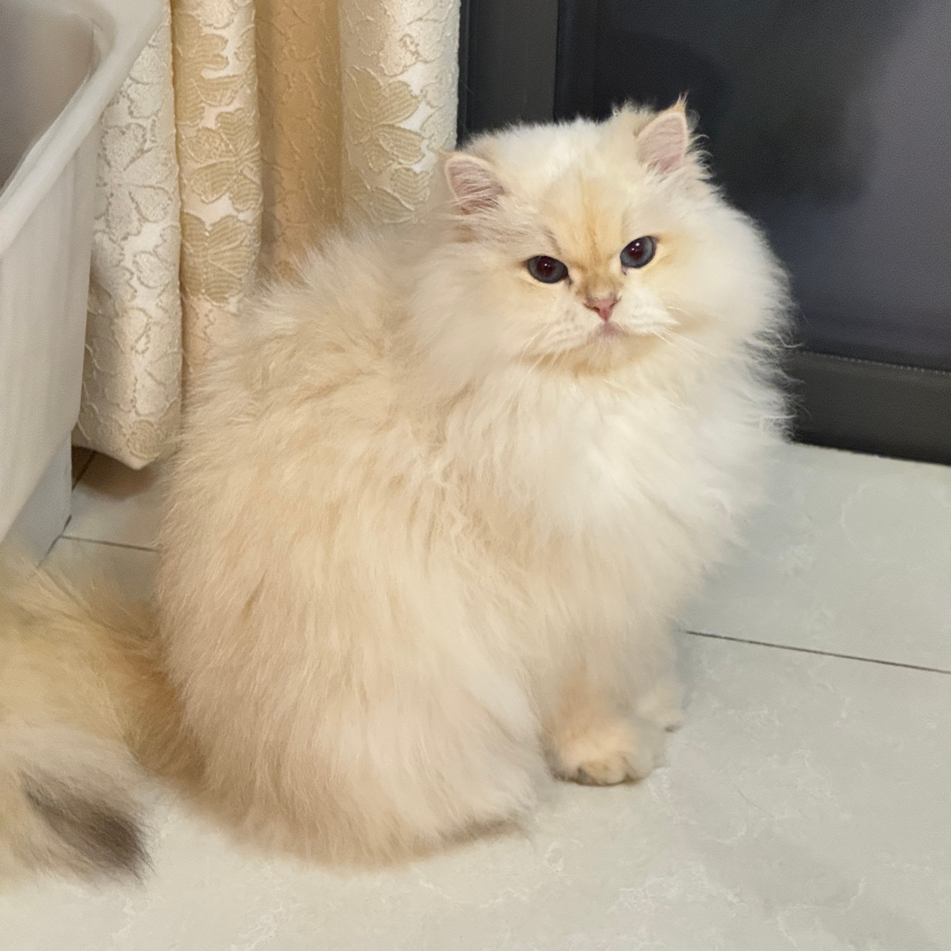 来闺蜜家撸猫了～ 