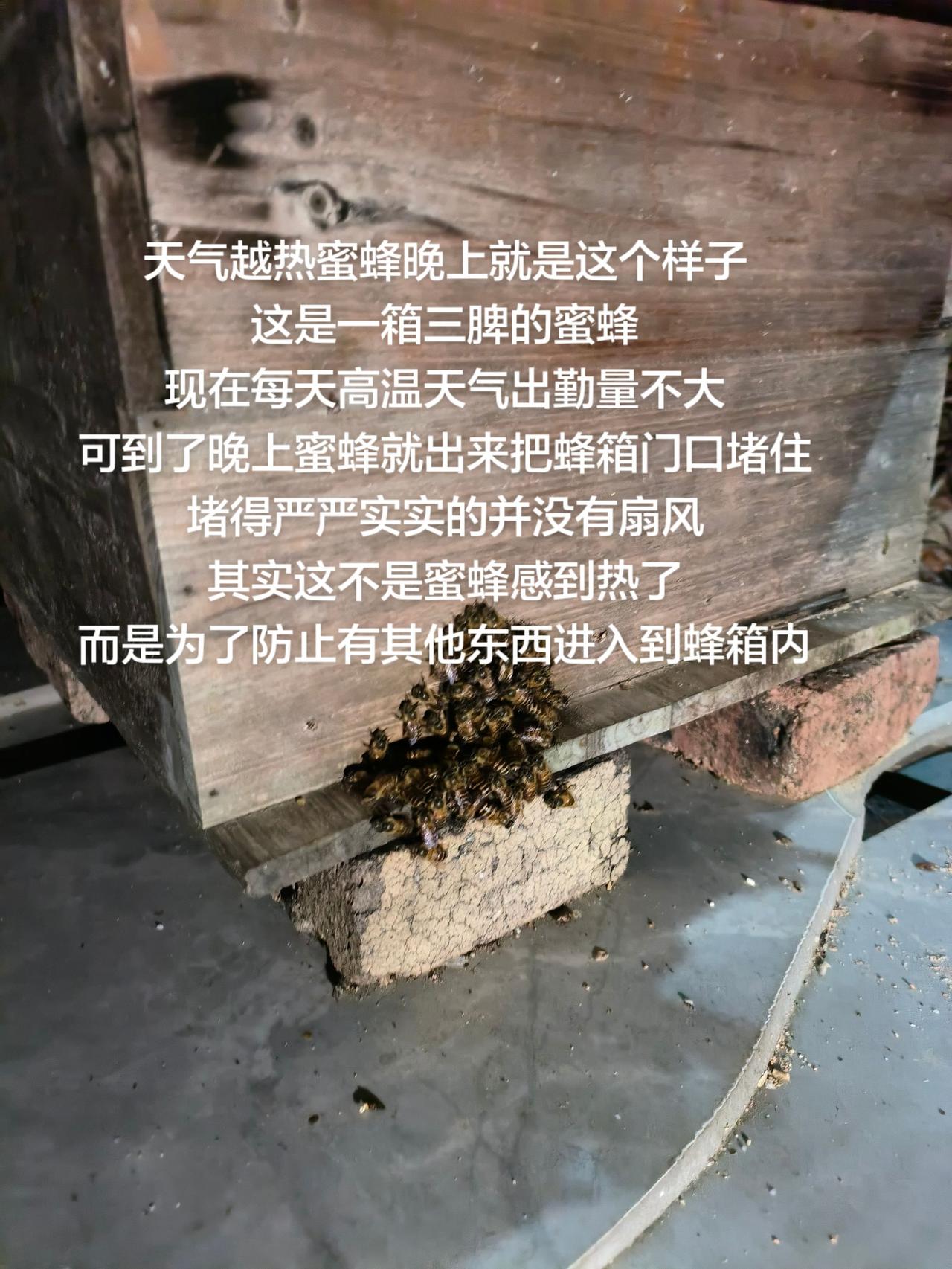 天气越热蜜蜂晚上就是这个样子
这是一箱三脾的蜜蜂
现在每天高温天气出勤量不大
可