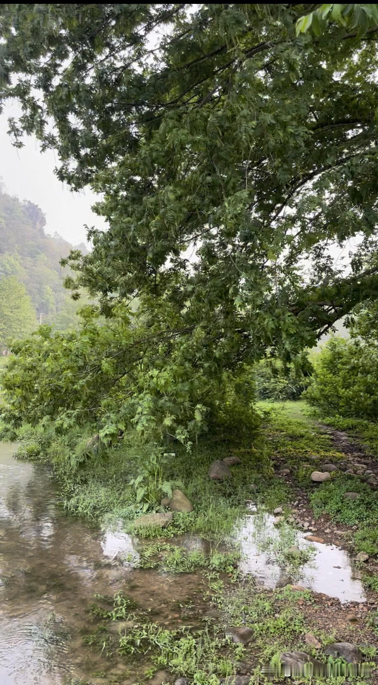 风是软的，树是绿的，连空气里都带着清新的草木香。
停下脚步，按下快门，记录下这片