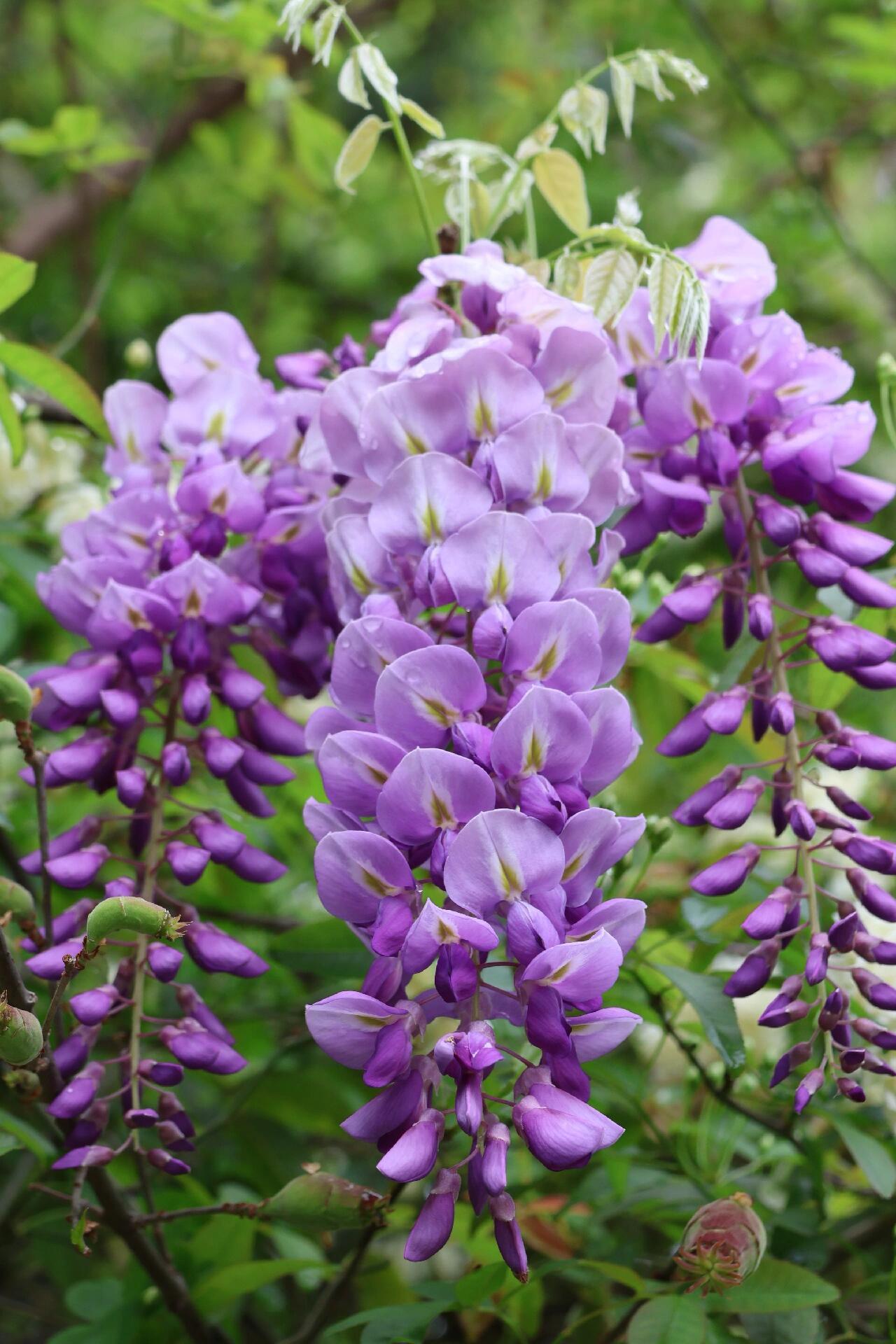 春日里的紫色浪漫

如果你想要赞美春日里的紫藤花，可以这样描绘：

那一架紫藤，