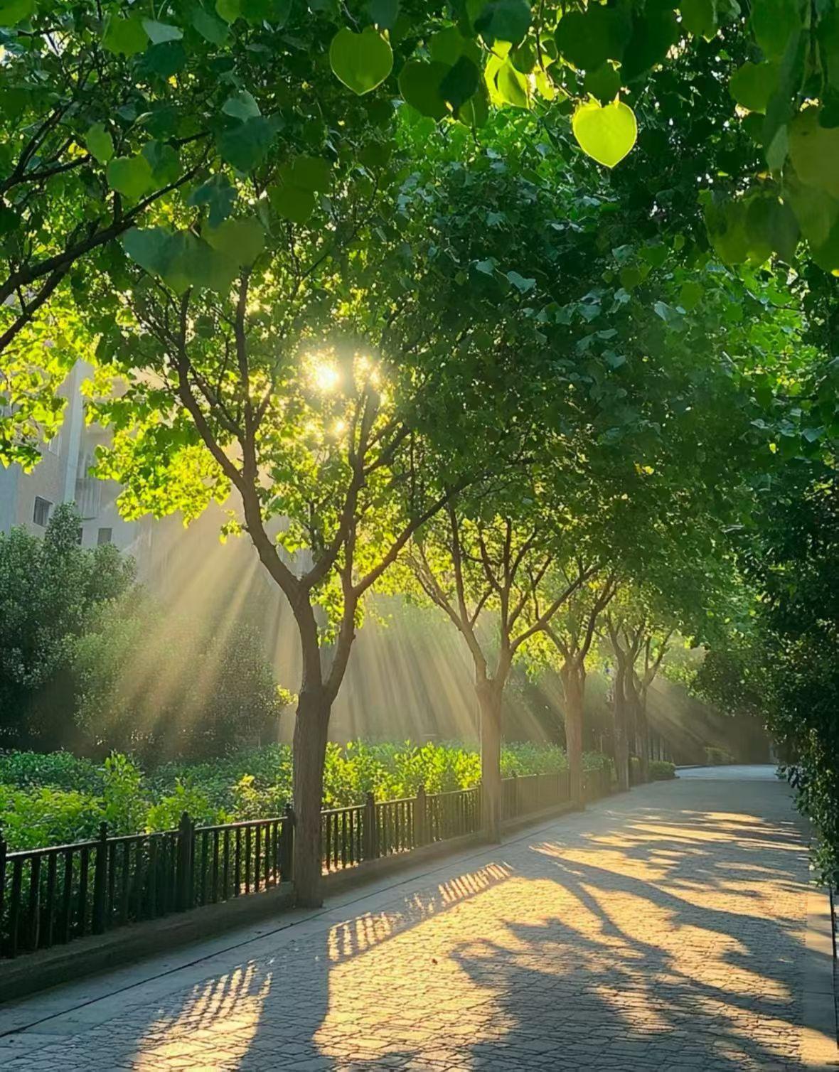 暮春缓缓落幕，初夏悄悄登场，万物温柔生长，岁岁皆是晴朗。