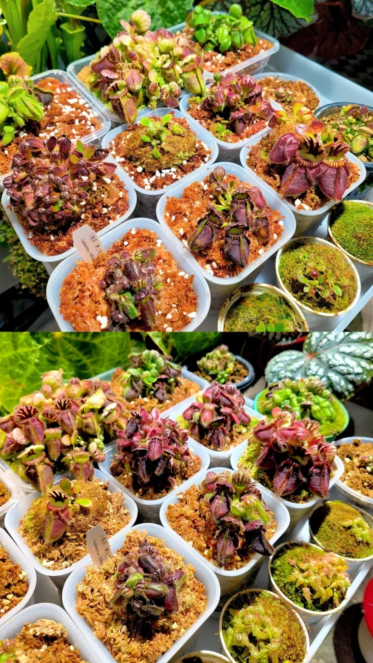 放入冰柜开挂后的土瓶(两个月对比图)