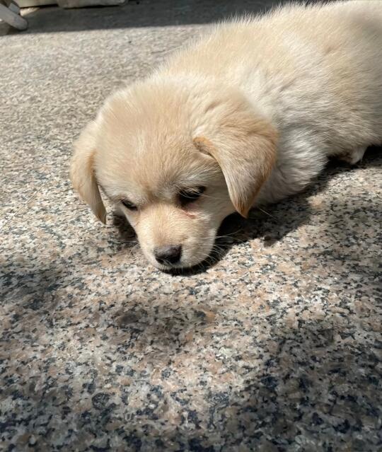 可爱的图图🐩