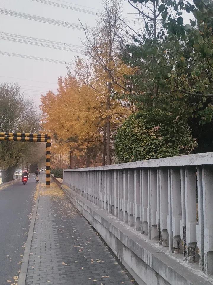 银杏叶黄了，秋天也就过了。
走进秋天的银杏林，就像踏入了金色梦境。银杏叶那纯粹、