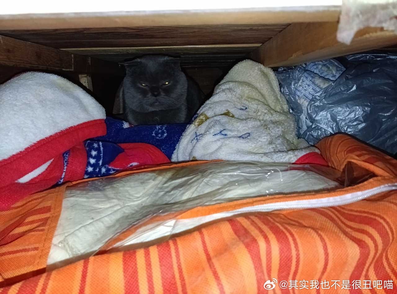 49450【丑】I am 忍者 I like 隐身（找半个小时在床底下的柜子里发