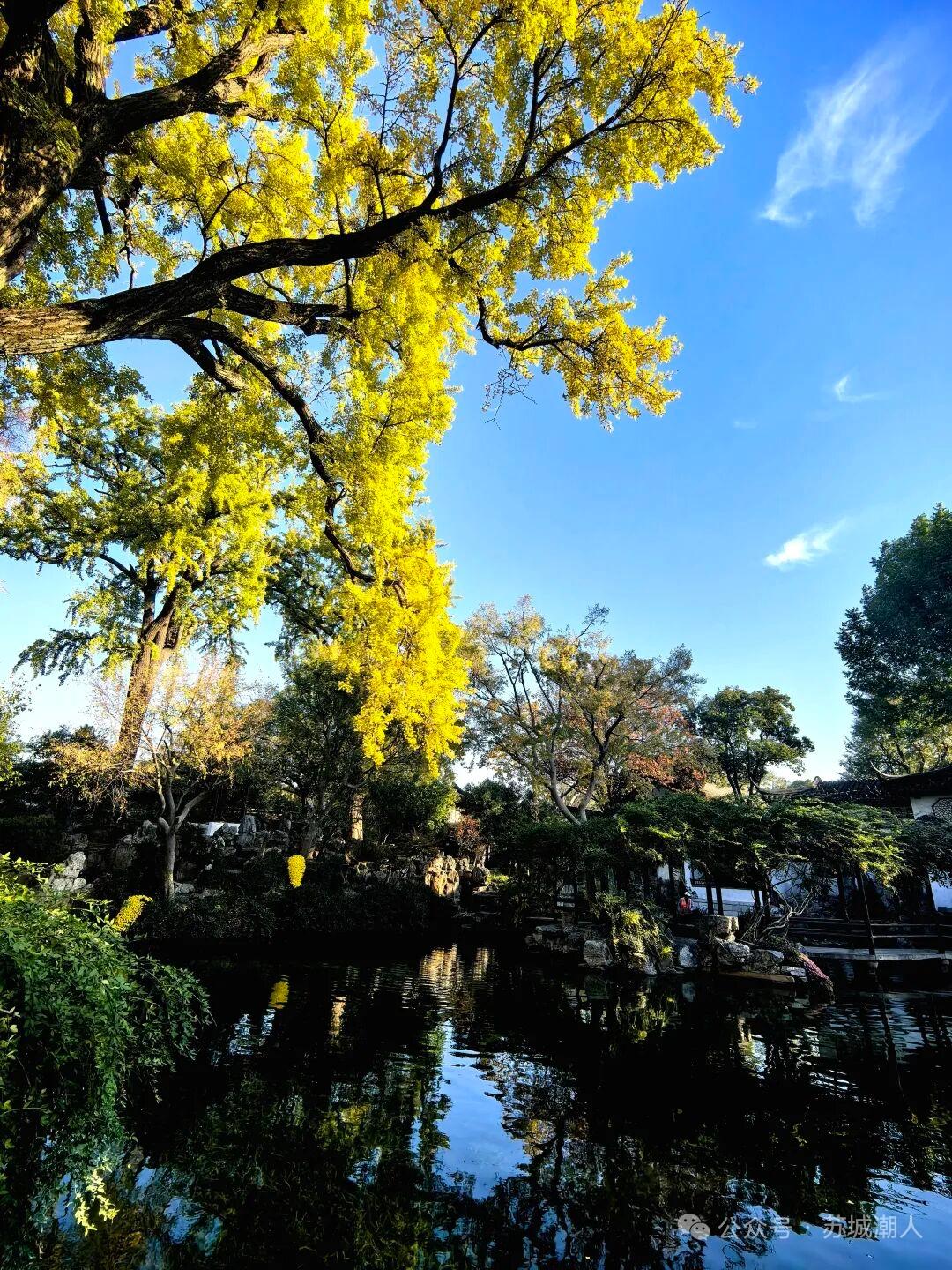 分享一张最近随手拍的照片中式美学的美