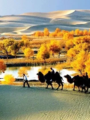 金秋胡杨，最佳赏玩10月，南疆大环游！