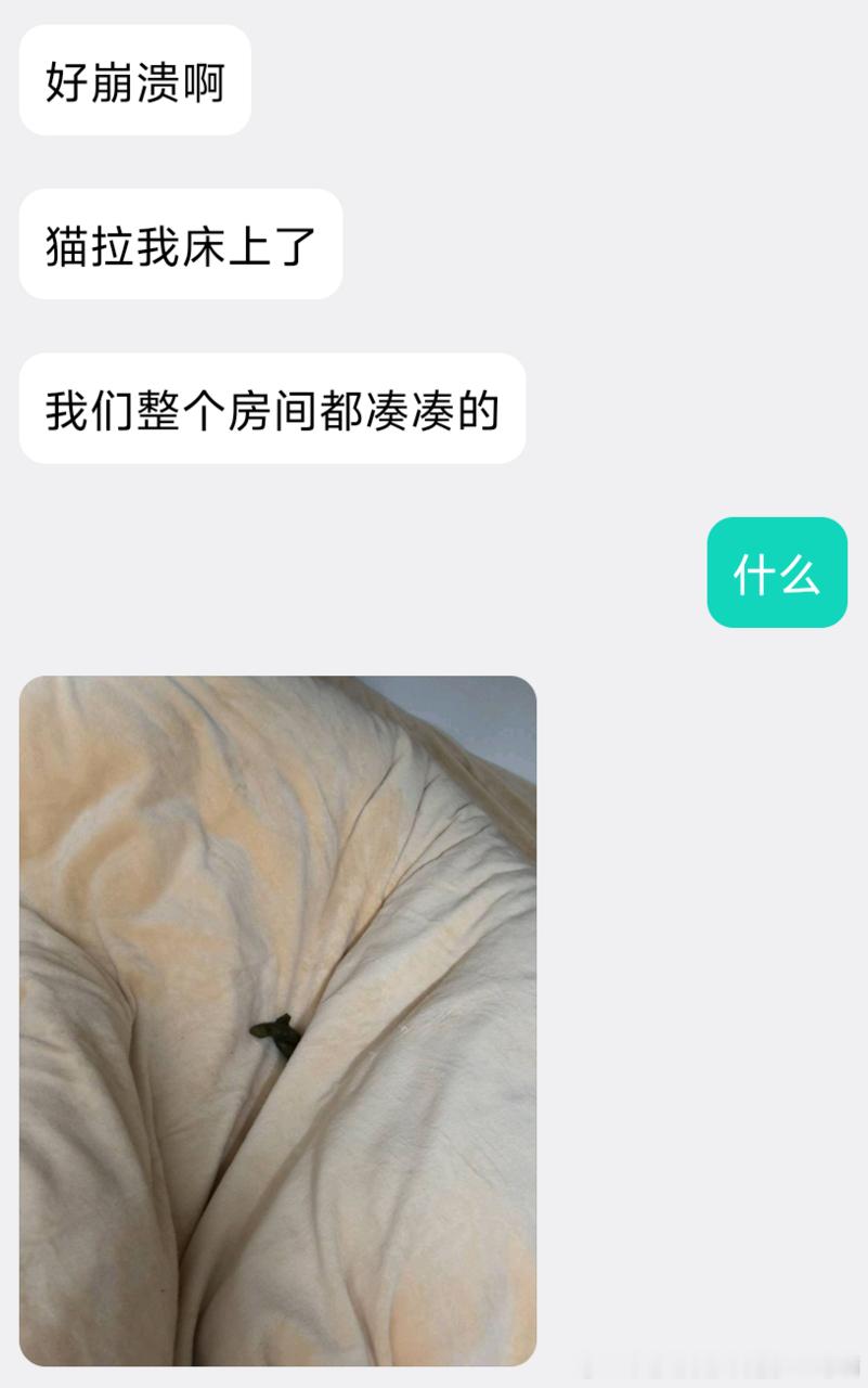 49417【心灵丑】此猫心灵丑！！！ 