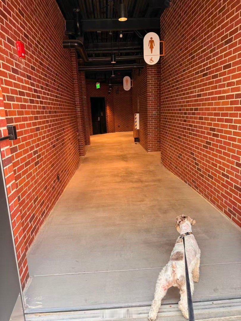 吉哥很好奇社区的洗手间里有什么东西。 