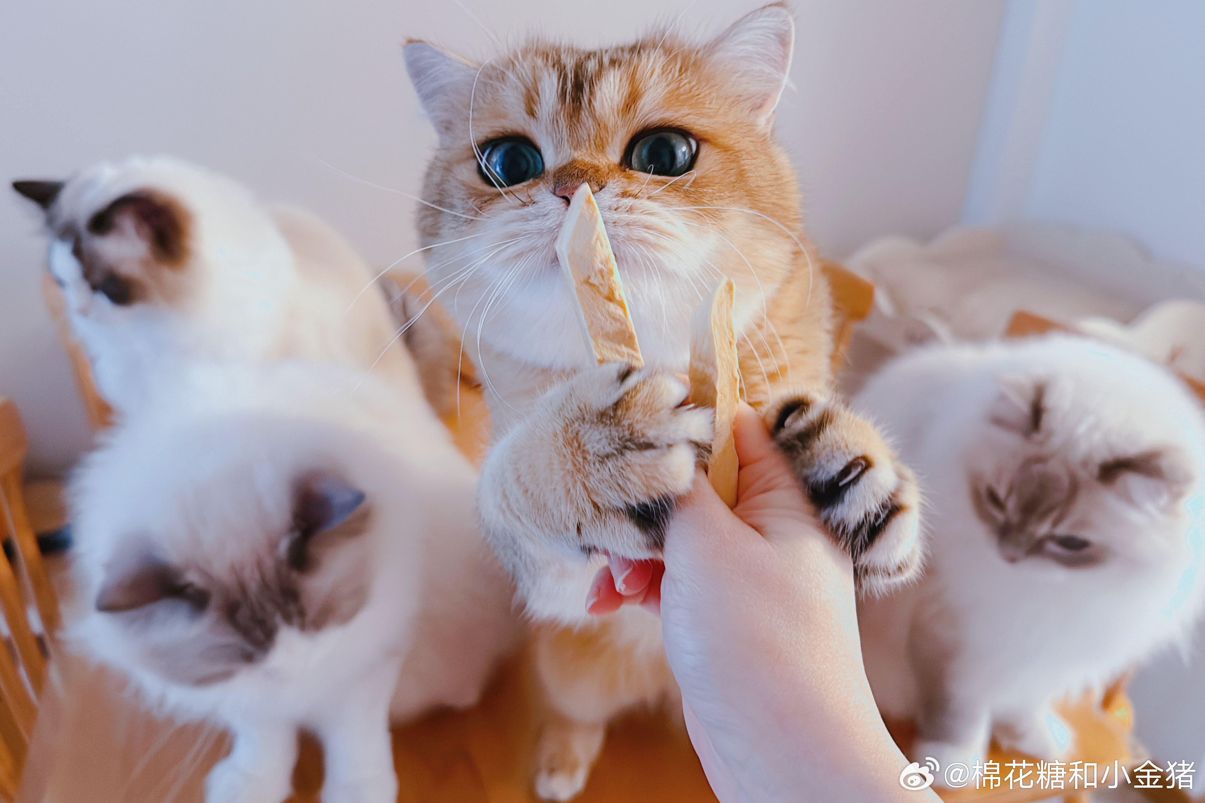 猪群中的零食mvp 