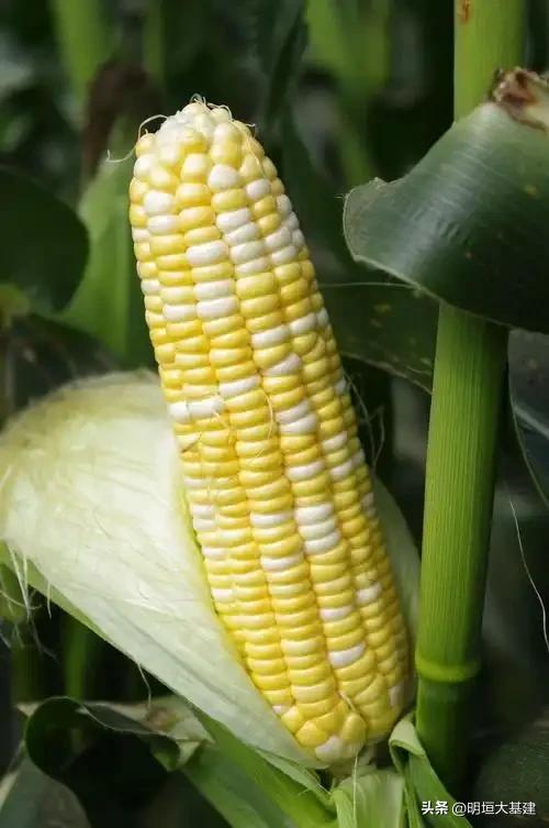 【太空玉米，你了解多少？】

看到“太空玉米”种植成功的视频消息，倍感振奋！这是