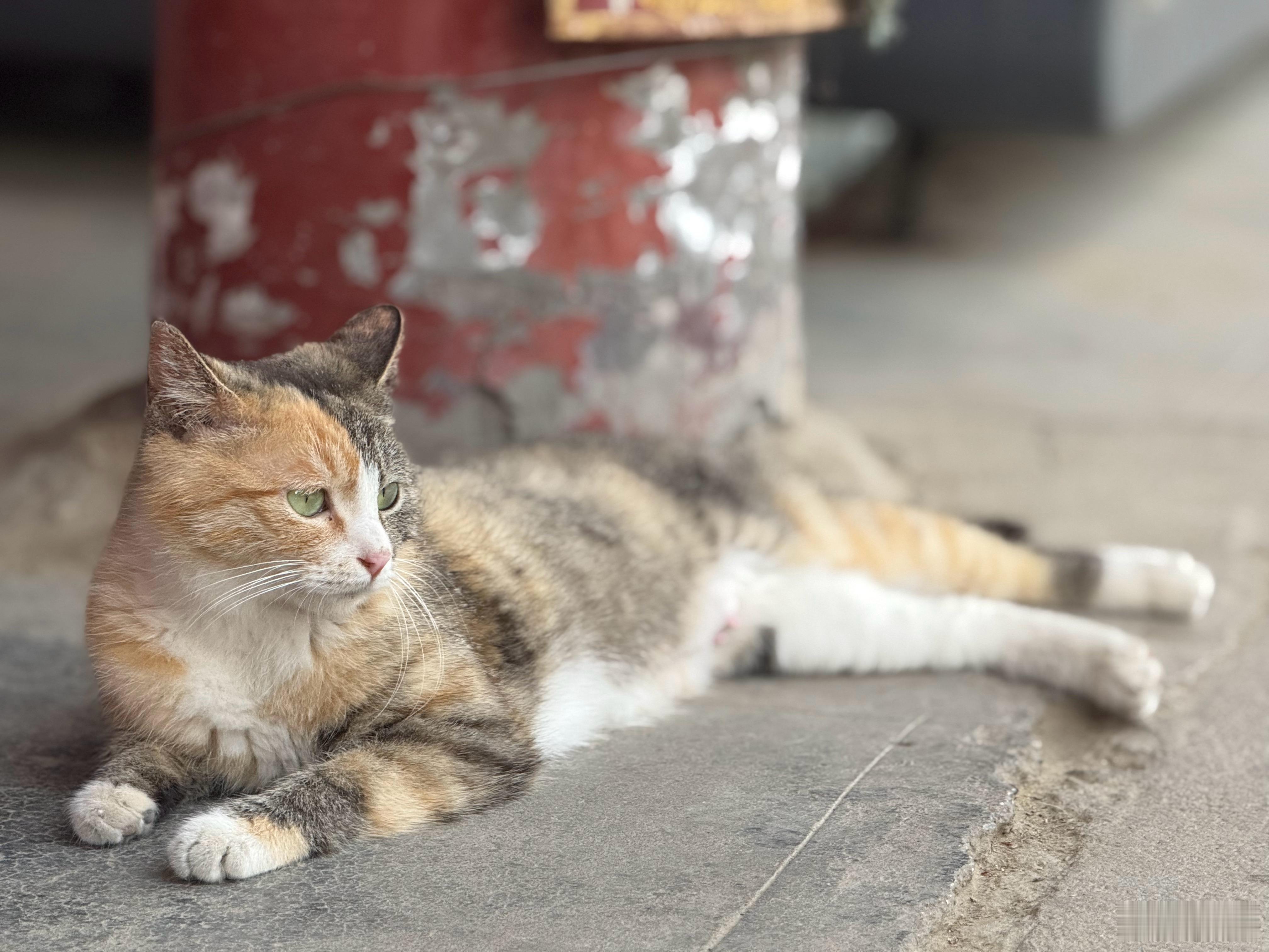 在某古刹碰到了好多可爱的猫猫。[开学季] ​​​