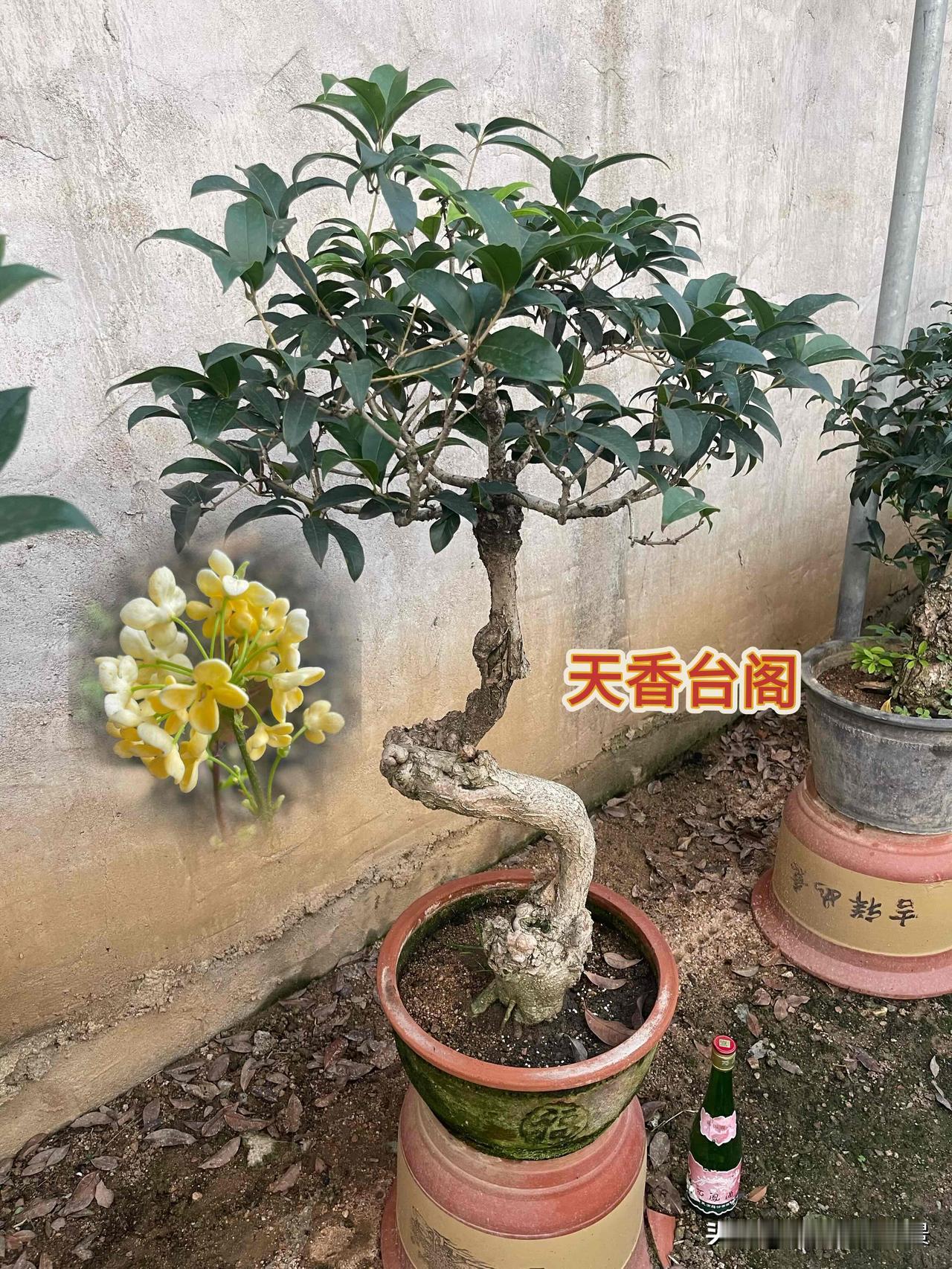 你有更漂亮的桂花照片吗主做桂花盆景，各式各样，品种上乘，品相出众，喜欢桂花的朋友