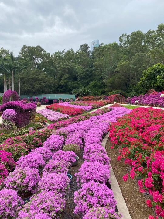 深圳莲花山美到失语（附攻略）
