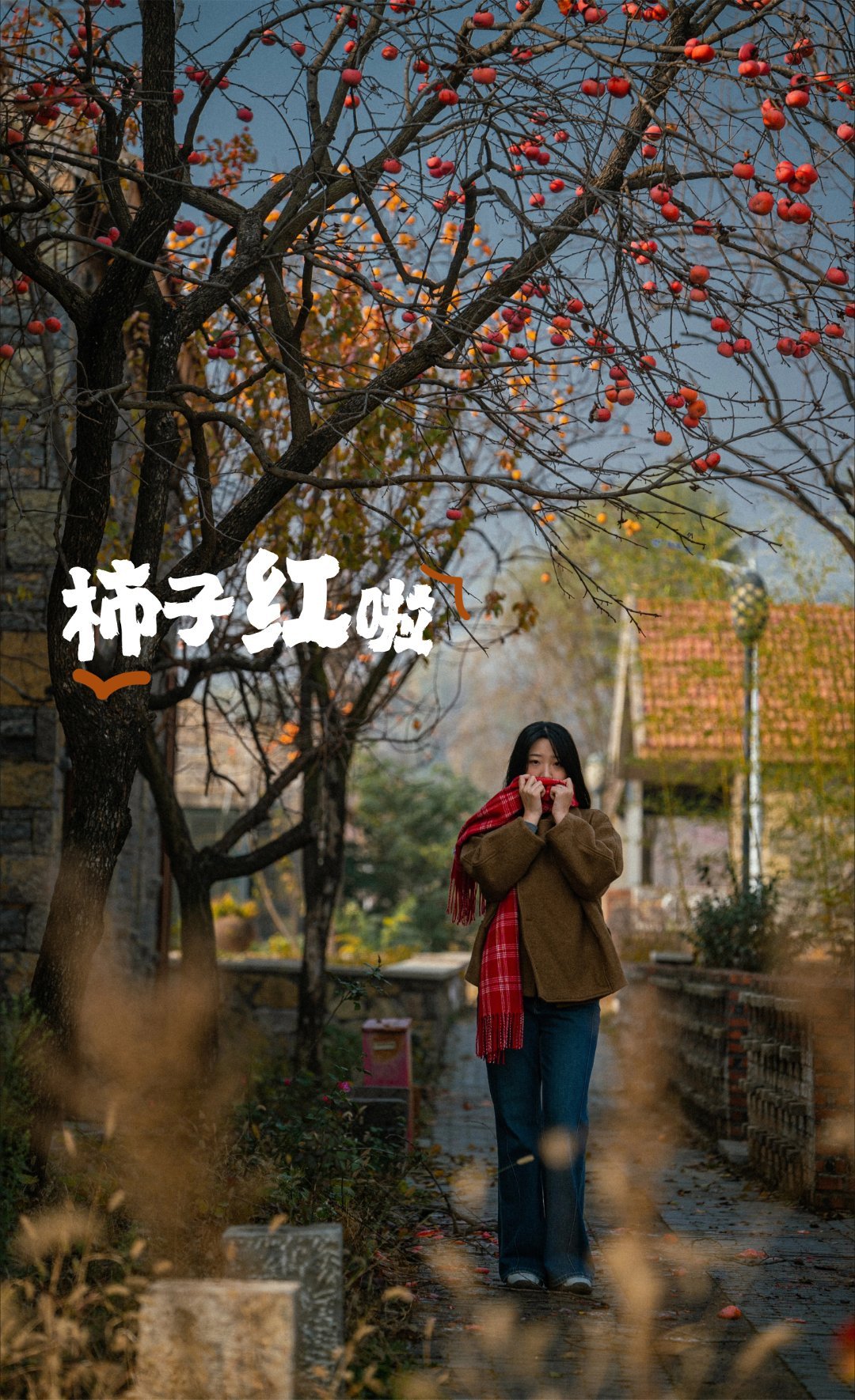 有没有喜欢吃柿子的朋友周末跟缤果S去摘柿子啦，这个季节的北方，万物凋零也就只有红