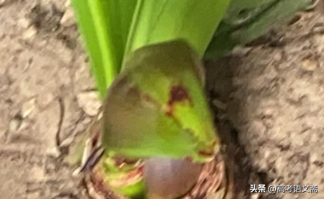 集卡领红包“萌芽初现，新生命破土而出！”🌱🌱🌱