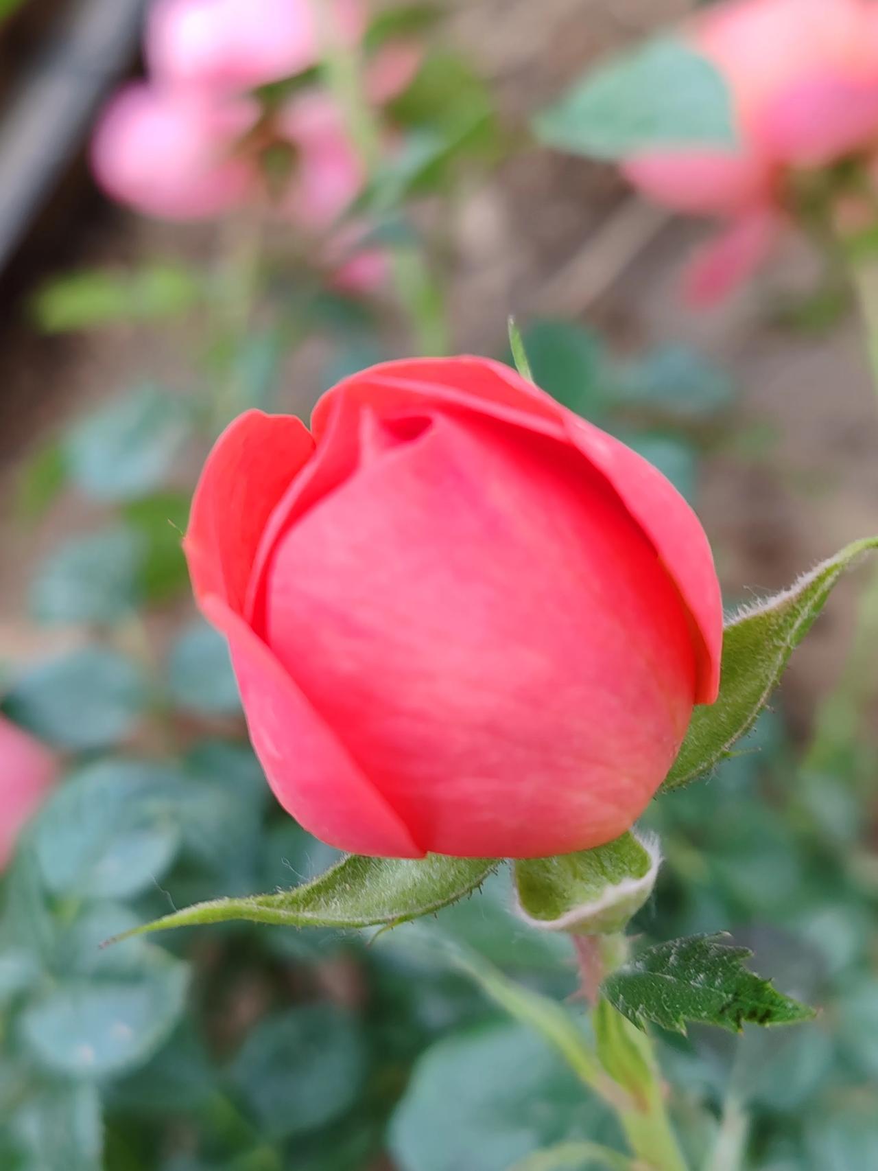 赏花春日随手拍