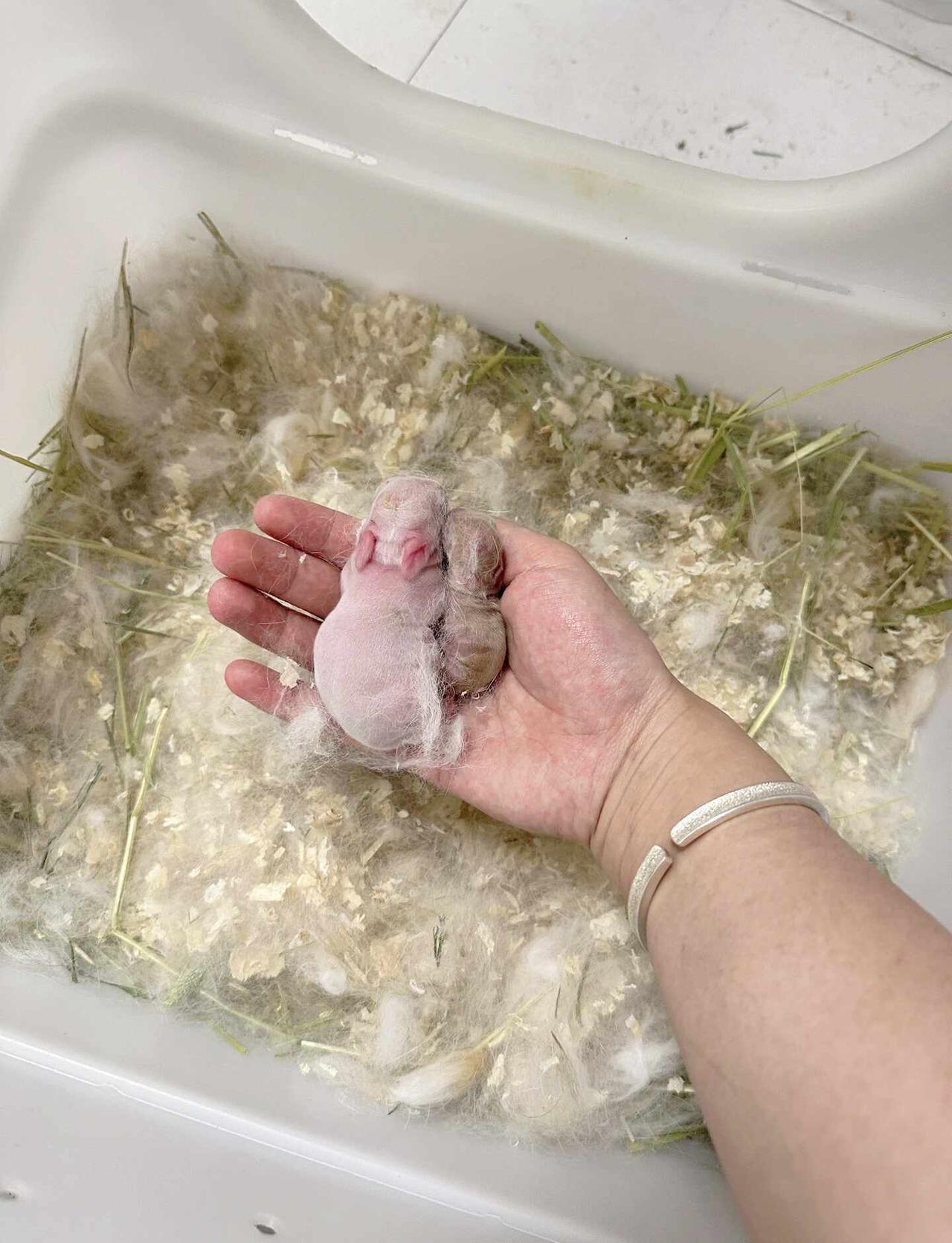 一胎两只 还有一只花生胎😭
两天了还是这么小 又吃不到奶怎么办[流泪][流泪]