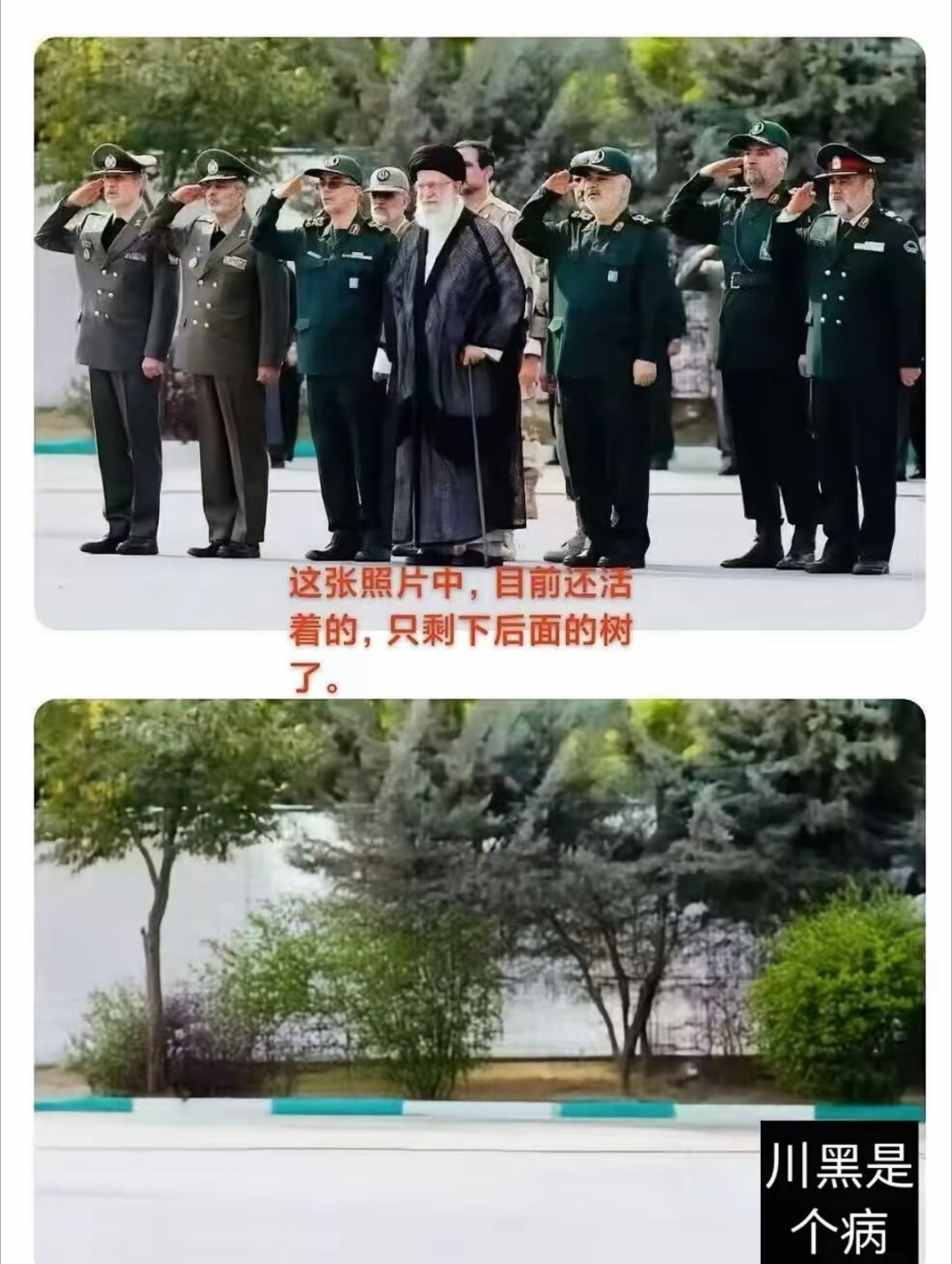 树犹如此，人何以堪 