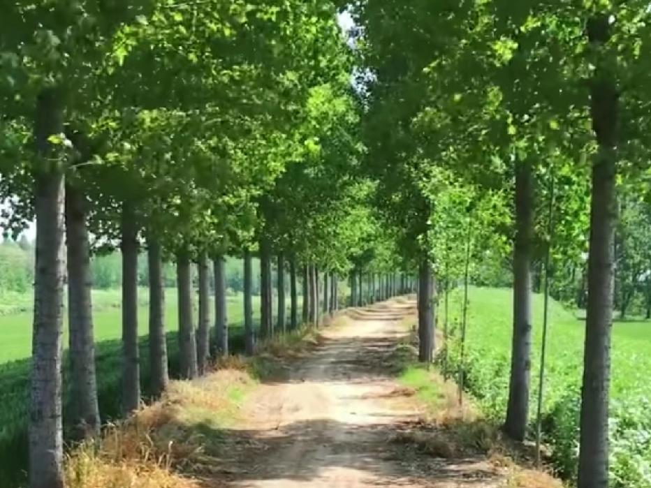 这条路，曾经很短，我跳蹿蹿的就走过去了。
青春就是那么活泼，像个可爱的小动物：走