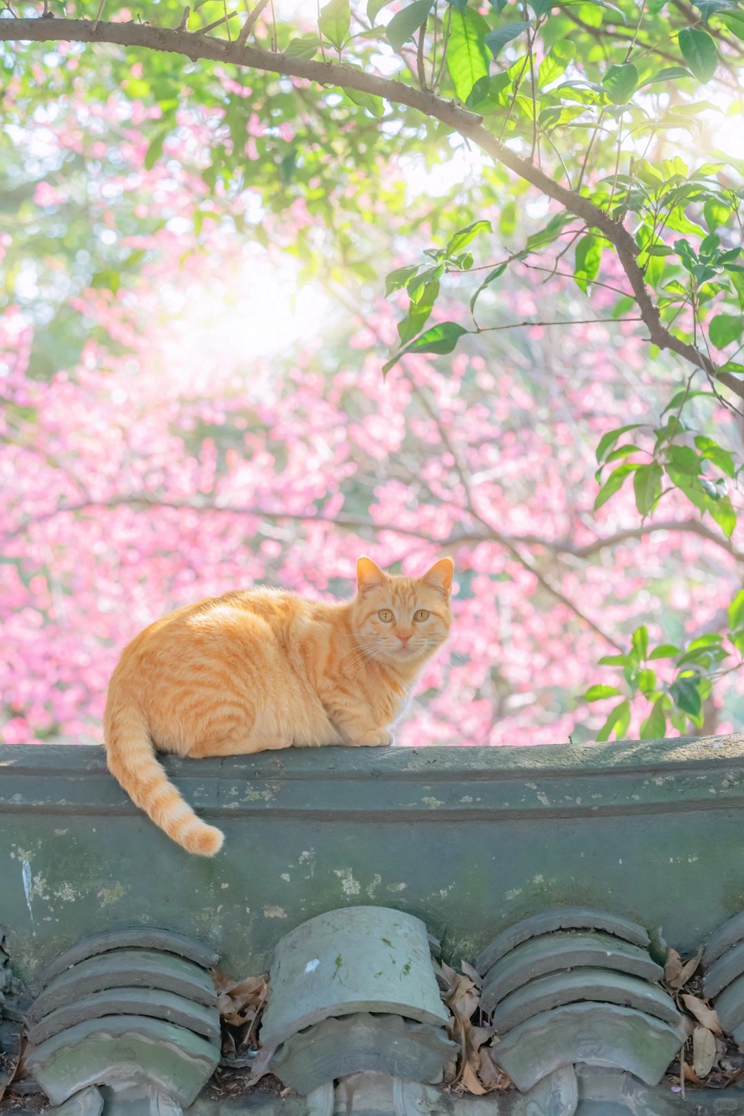 得意之作｜治愈人心的猫猫日历壁纸（六）