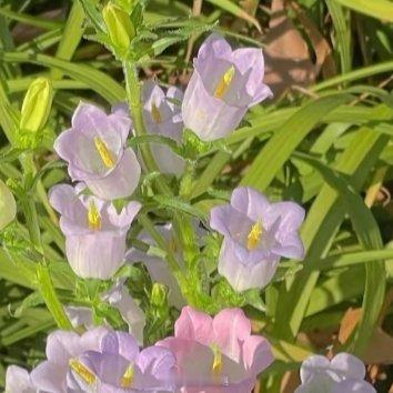 风铃草的日常种植养护秘籍寓意：风铃草象征温柔、健康、感恩、创造力。喜欢它的人富有