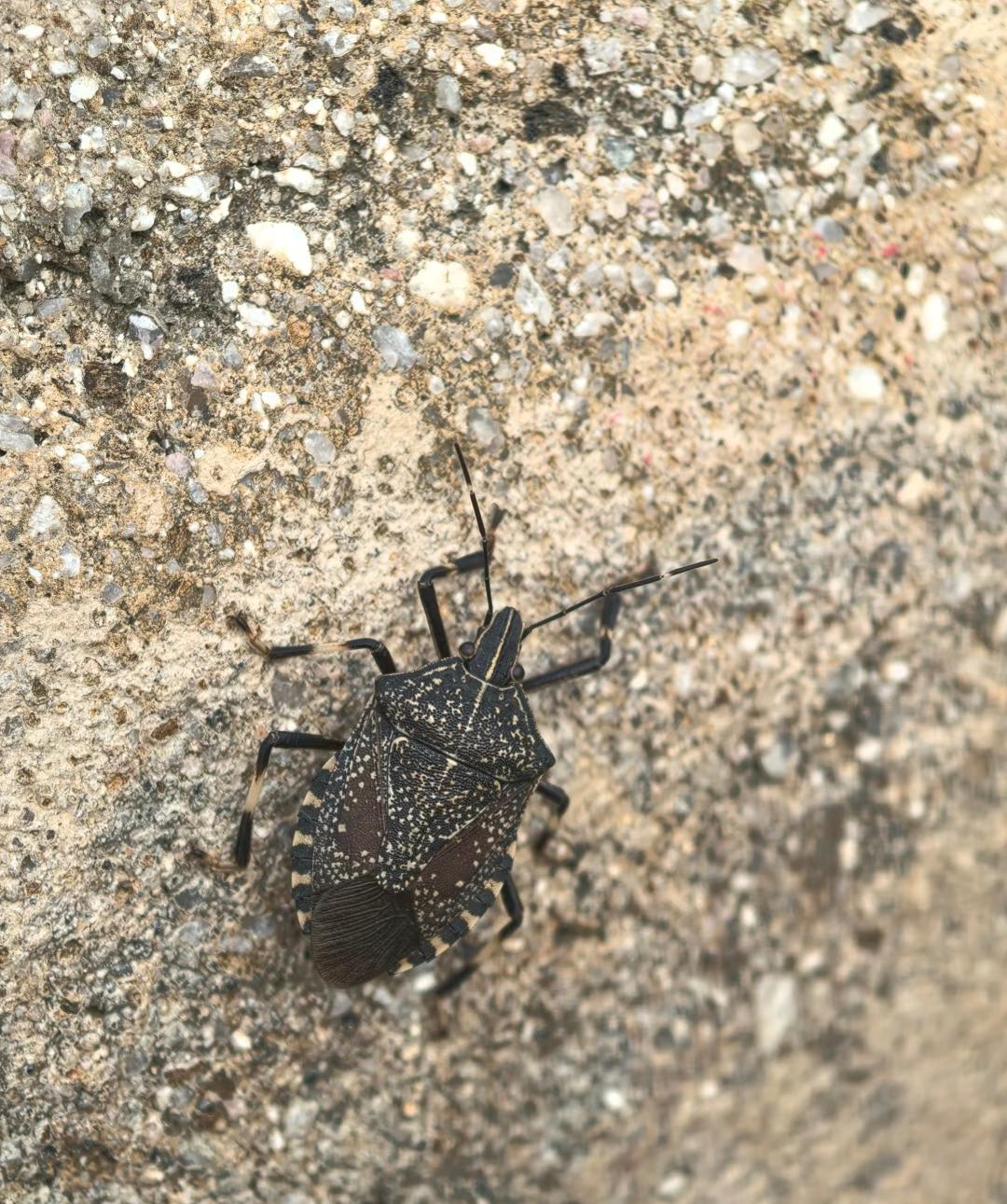 小时候摸过“打屁虫”，手臭了整整一天，被妈追着骂。没想到如今这臭大姐成了“九香虫