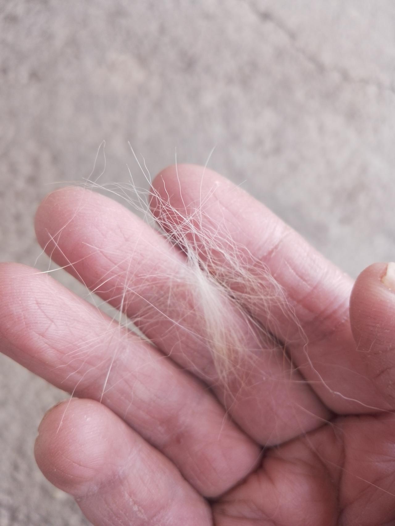 家里来了只大橘猫，天天来偷吃，一抱它手上全是毛。都说“十只橘猫九只胖”，这货看着